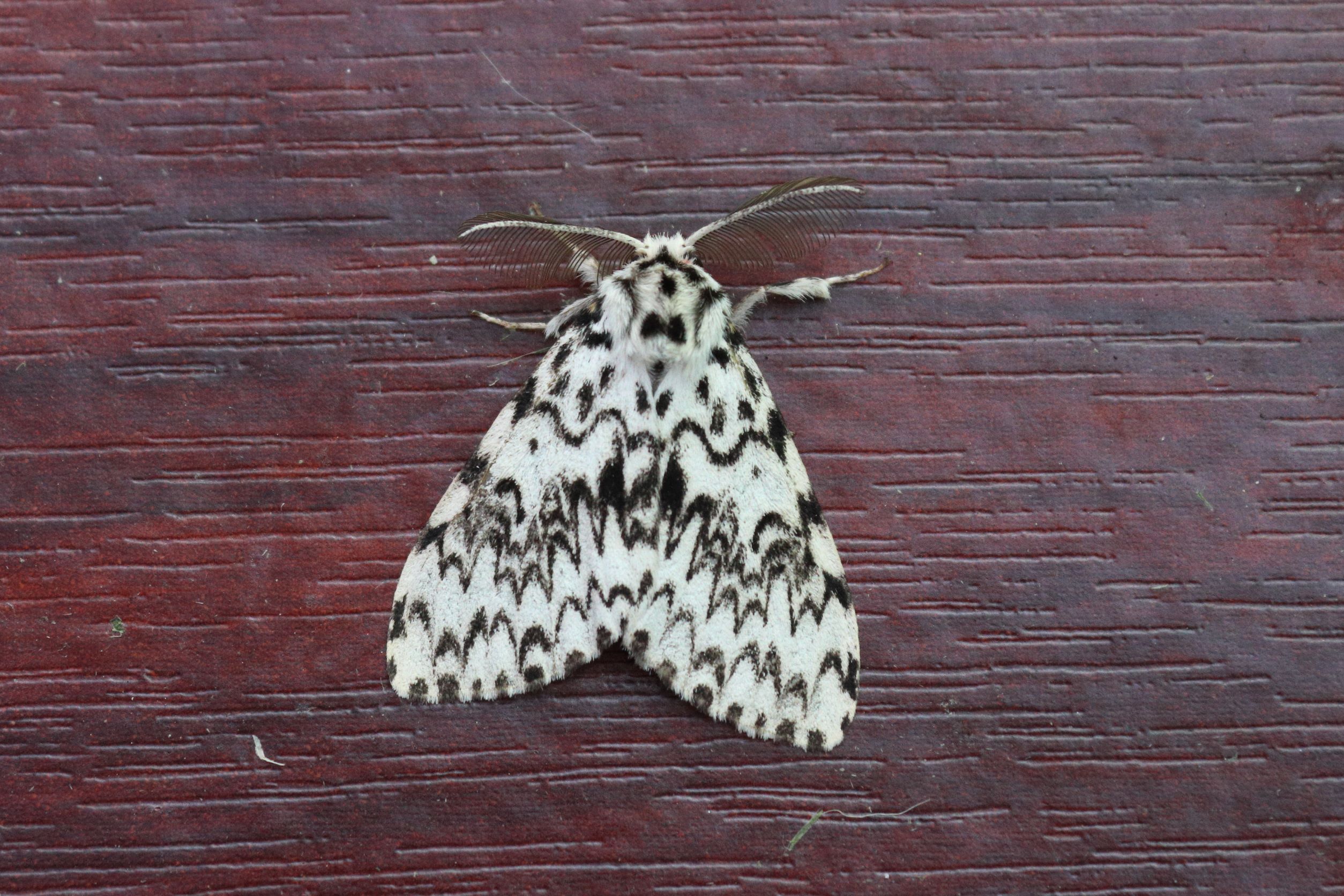 Photo of Black Arches (Lymantria monacha)